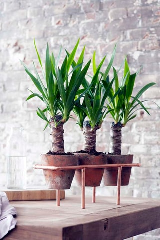 Yucca Elephantipes 'Elephant tree' - Hauteur livrée 70-80 cm