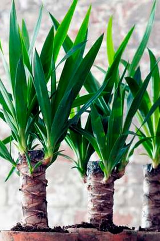Yucca Elephantipes 'Elephant tree' - Hauteur livrée 70-80 cm
