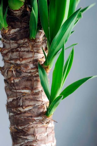 Yucca Elephantipes 'Elephant tree' - Hauteur livrée 70-80 cm