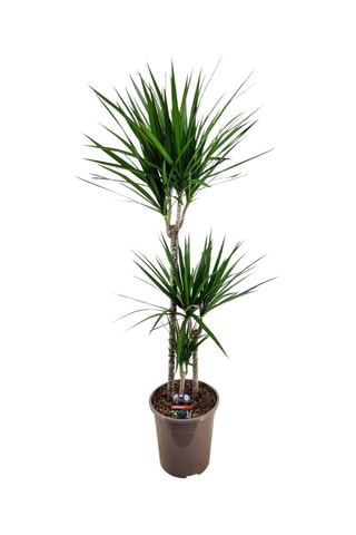 Dracaena Marginata XL - Hauteur livrée 110-130 cm