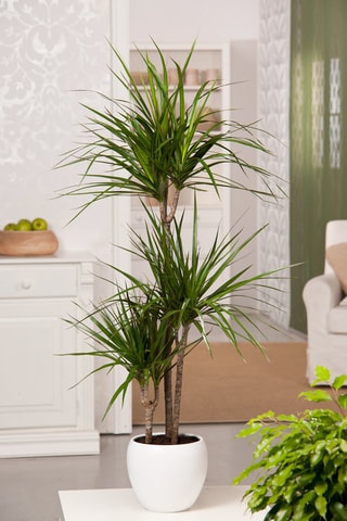 Dracaena Marginata XL - Hauteur livrée 110-130 cm