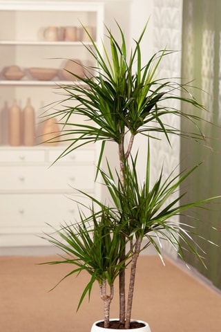 Dracaena Marginata XL - Hauteur livrée 110-130 cm