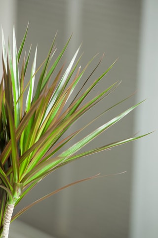 Dracaena Marginata XL - Hauteur livrée 110-130 cm