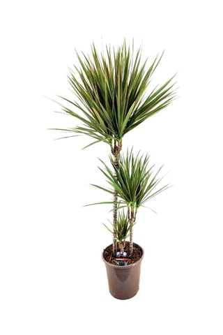 Dracaena Bicolor XL - Hauteur livrée 110-130 cm