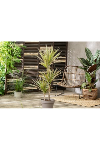 Dracaena Bicolor XL - Hauteur livrée 110-130 cm