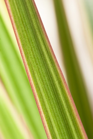 Dracaena Bicolor XL - Hauteur livrée 110-130 cm