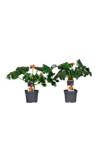 2 jatropha podagrica - Hauteur livrée 25-45 cm