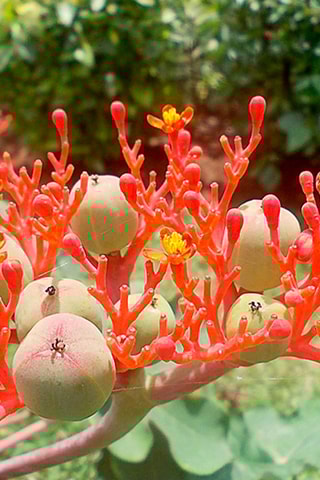 2 jatropha podagrica - Hauteur livrée 25-45 cm