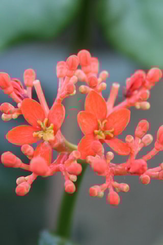 2 jatropha podagrica - Hauteur livrée 25-45 cm