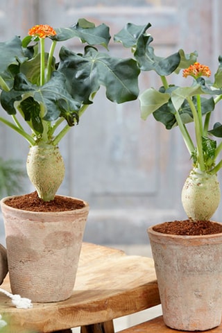 2 jatropha podagrica - Hauteur livrée 25-45 cm