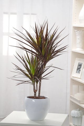 Arbre dragon Dracaena 'Magenta' - Hauteur livrée 70-80 cm
