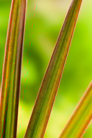 Arbre dragon Dracaena 'Magenta' - Hauteur livrée 70-80 cm