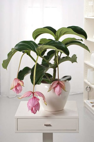 Medinilla Magnifica Pinatubo - 
Hauteur livrée 40-50 cm