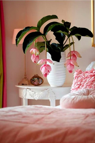 Medinilla Magnifica Pinatubo - 
Hauteur livrée 40-50 cm