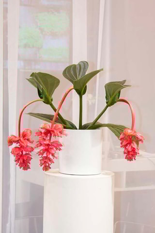Medinilla Magnifica Pinatubo - 
Hauteur livrée 40-50 cm
