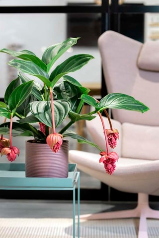 Medinilla Magnifica Pinatubo - 
Hauteur livrée 40-50 cm