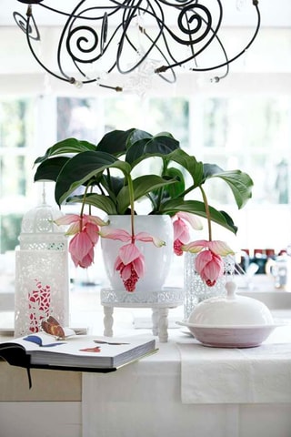 Medinilla Magnifica Pinatubo - 
Hauteur livrée 40-50 cm