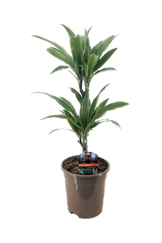 Dracaena deremensis 'Warneckei' - Hauteur livrée 60-70 cm
