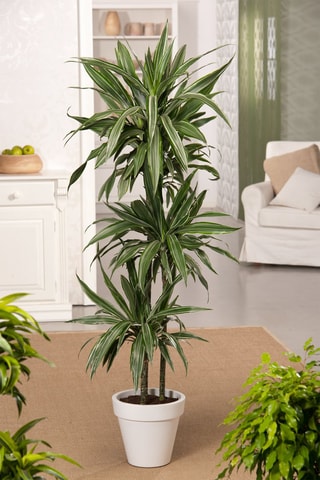 Dracaena deremensis 'Warneckei' - Hauteur livrée 60-70 cm