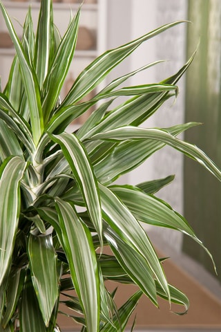 Dracaena deremensis 'Warneckei' - Hauteur livrée 60-70 cm