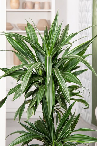 Dracaena deremensis 'Warneckei' - Hauteur livrée 60-70 cm