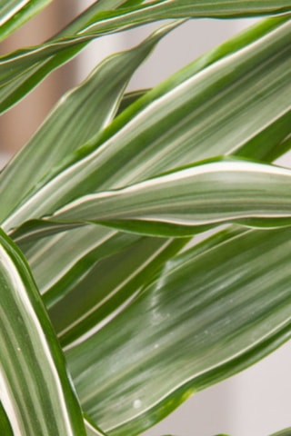 Dracaena deremensis 'Warneckei' - Hauteur livrée 60-70 cm