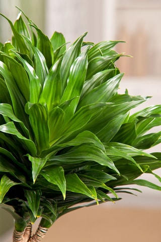 Dracaena deremensis 'Compacta' - Hauteur livrée 50-65 cm