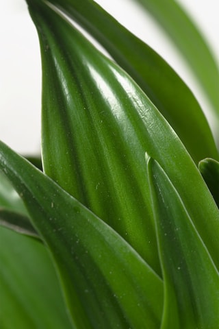 Dracaena deremensis 'Compacta' - Hauteur livrée 50-65 cm