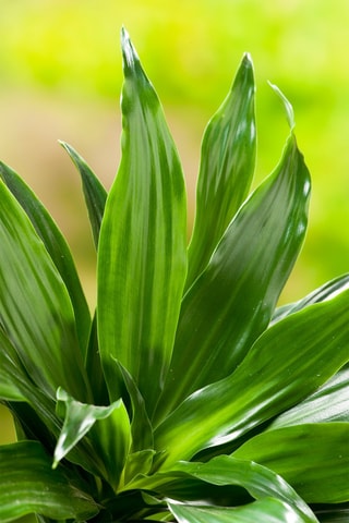 Dracaena deremensis 'Compacta' - Hauteur livrée 50-65 cm