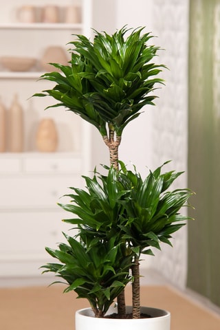 Dracaena deremensis 'Compacta' - Hauteur livrée 50-65 cm