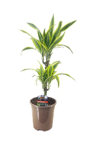 Dracaena deremensis 'Lemon Lime' - Hauteur livrée 60-70 cm