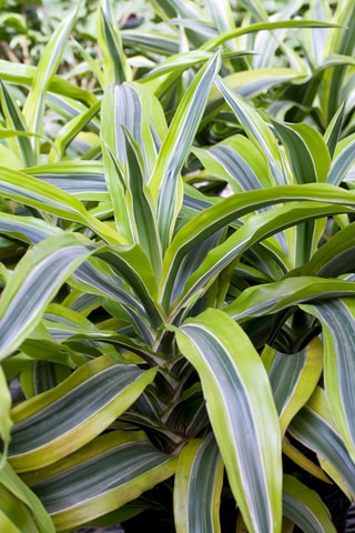 Dracaena deremensis 'Lemon Lime' - Hauteur livrée 60-70 cm