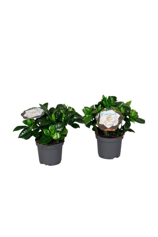 2 gardenia jasminoides - Hauteur livrée 25-40 cm