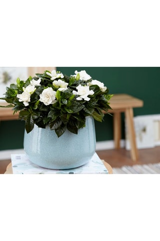 2 gardenia jasminoides - Hauteur livrée 25-40 cm