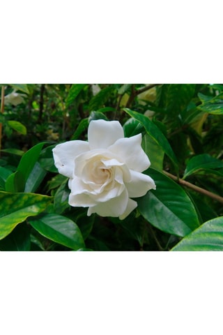 2 gardenia jasminoides - Hauteur livrée 25-40 cm