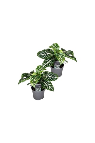 2 aphelandra zebra - Hauteur livrée 35-55 cm