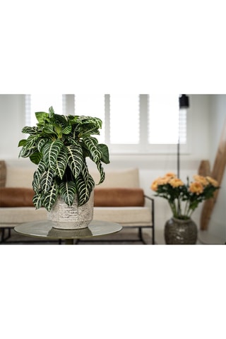 2 aphelandra zebra - Hauteur livrée 35-55 cm