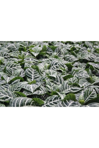 2 aphelandra zebra - Hauteur livrée 35-55 cm