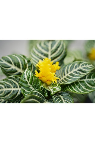 2 aphelandra zebra - Hauteur livrée 35-55 cm