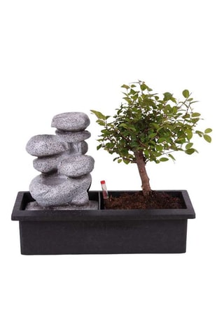 Ensemble Bonsaï avec cascade et pierres - 
Hauteur livrée 25-35 cm