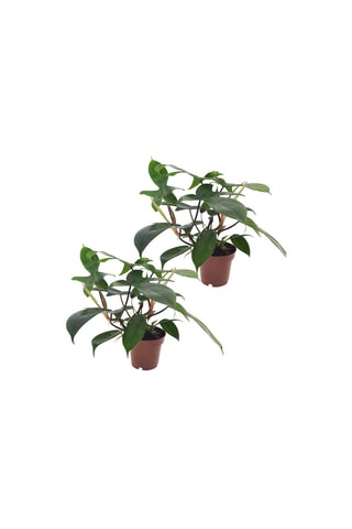 2 Philodendron 'Florida Green' P12 - Hauteur livrée 20-30 cm