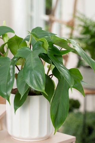 2 Philodendron 'Florida Green' P12 - Hauteur livrée 20-30 cm