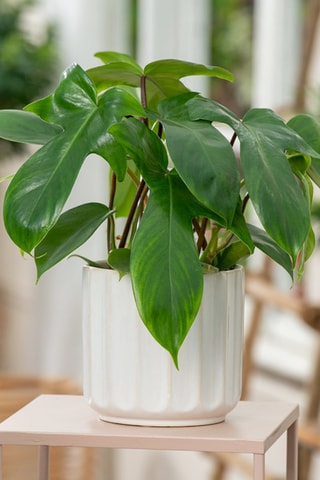 2 Philodendron 'Florida Green' P12 - Hauteur livrée 20-30 cm