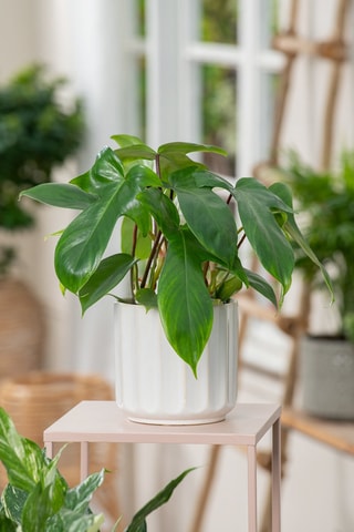 2 Philodendron 'Florida Green' P12 - Hauteur livrée 20-30 cm