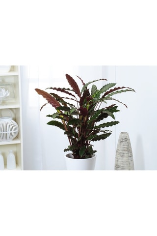 Calathea Wavestar - Hauteur livrée 90 cm