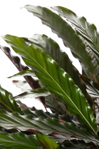 Calathea Wavestar - Hauteur livrée 90 cm