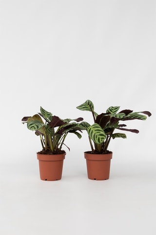 2 ctenanthe Amagris - Hauteur livrée 20-30 cm