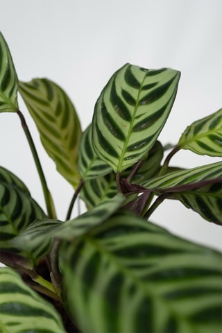 2 ctenanthe Amagris - Hauteur livrée 20-30 cm