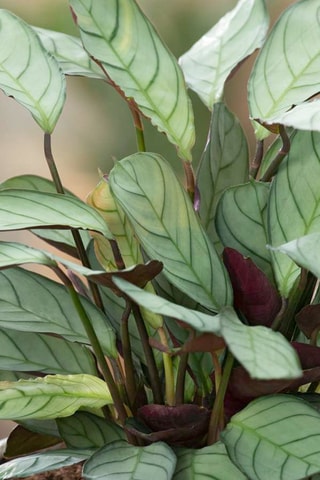 2 ctenanthe Amagris - Hauteur livrée 20-30 cm