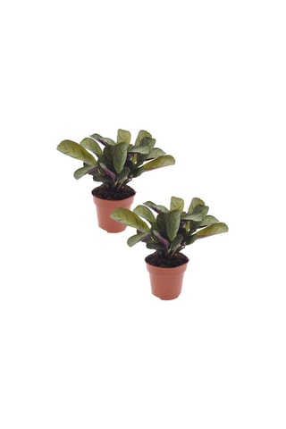 2 ctenanthe Amagris - Hauteur livrée 20-30 cm